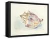 Ocean Treasures III-Patti Mann-Framed Stretched Canvas