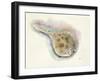 Ocean Treasures IV-Patti Mann-Framed Art Print