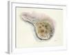 Ocean Treasures IV-Patti Mann-Framed Art Print