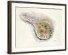 Ocean Treasures IV-Patti Mann-Framed Art Print