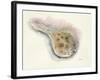 Ocean Treasures IV-Patti Mann-Framed Art Print