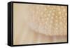 Ocean Treasures XV-Karyn Millet-Framed Stretched Canvas