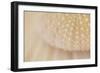 Ocean Treasures XV-Karyn Millet-Framed Photographic Print