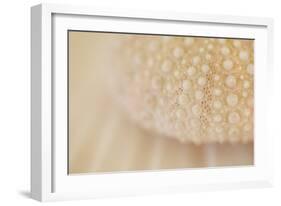 Ocean Treasures XV-Karyn Millet-Framed Photographic Print