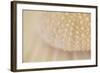 Ocean Treasures XV-Karyn Millet-Framed Photographic Print