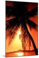 Ocean Tropical Sunset Palm Tree beach-null-Mounted Photo