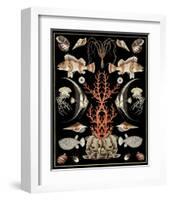 Oceana - Coral on Black-Susan Clickner-Framed Art Print