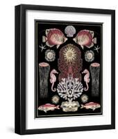 Oceana - Pink on Black-Susan Clickner-Framed Art Print