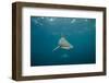 Oceanic Black-Tip Shark and Remora, KwaZulu-Natal, South Africa-Pete Oxford-Framed Photographic Print