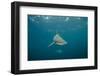 Oceanic Black-Tip Shark and Remora, KwaZulu-Natal, South Africa-Pete Oxford-Framed Photographic Print