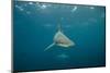 Oceanic Black-Tip Shark and Remora, KwaZulu-Natal, South Africa-Pete Oxford-Mounted Photographic Print