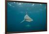 Oceanic Black-Tip Shark and Remora, KwaZulu-Natal, South Africa-Pete Oxford-Framed Photographic Print