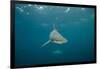 Oceanic Black-Tip Shark and Remora, KwaZulu-Natal, South Africa-Pete Oxford-Framed Photographic Print