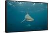 Oceanic Black-Tip Shark and Remora, KwaZulu-Natal, South Africa-Pete Oxford-Framed Stretched Canvas