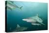 Oceanic Black-Tip Shark and Remora, KwaZulu-Natal, South Africa-Pete Oxford-Stretched Canvas