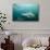 Oceanic Black-Tip Shark and Remora, KwaZulu-Natal, South Africa-Pete Oxford-Photographic Print displayed on a wall