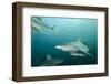 Oceanic Black-Tip Shark and Remora, KwaZulu-Natal, South Africa-Pete Oxford-Framed Photographic Print