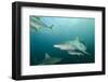 Oceanic Black-Tip Shark and Remora, KwaZulu-Natal, South Africa-Pete Oxford-Framed Photographic Print