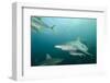 Oceanic Black-Tip Shark and Remora, KwaZulu-Natal, South Africa-Pete Oxford-Framed Photographic Print