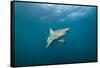 Oceanic Black-Tip Shark and Remora, KwaZulu-Natal, South Africa-Pete Oxford-Framed Stretched Canvas