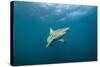 Oceanic Black-Tip Shark and Remora, KwaZulu-Natal, South Africa-Pete Oxford-Stretched Canvas