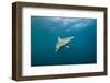 Oceanic Black-Tip Shark and Remora, KwaZulu-Natal, South Africa-Pete Oxford-Framed Photographic Print