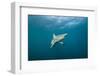 Oceanic Black-Tip Shark and Remora, KwaZulu-Natal, South Africa-Pete Oxford-Framed Photographic Print