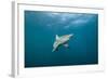 Oceanic Black-Tip Shark and Remora, KwaZulu-Natal, South Africa-Pete Oxford-Framed Photographic Print