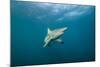 Oceanic Black-Tip Shark and Remora, KwaZulu-Natal, South Africa-Pete Oxford-Mounted Photographic Print