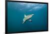 Oceanic Black-Tip Shark and Remora, KwaZulu-Natal, South Africa-Pete Oxford-Framed Photographic Print