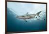 Oceanic Black-Tip Shark and Remora, KwaZulu-Natal, South Africa-Pete Oxford-Framed Photographic Print