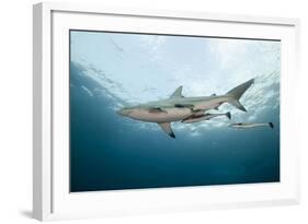 Oceanic Black-Tip Shark and Remora, KwaZulu-Natal, South Africa-Pete Oxford-Framed Photographic Print