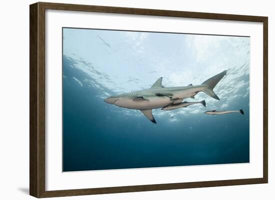 Oceanic Black-Tip Shark and Remora, KwaZulu-Natal, South Africa-Pete Oxford-Framed Photographic Print