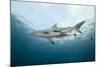 Oceanic Black-Tip Shark and Remora, KwaZulu-Natal, South Africa-Pete Oxford-Mounted Photographic Print