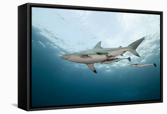 Oceanic Black-Tip Shark and Remora, KwaZulu-Natal, South Africa-Pete Oxford-Framed Stretched Canvas