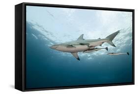 Oceanic Black-Tip Shark and Remora, KwaZulu-Natal, South Africa-Pete Oxford-Framed Stretched Canvas