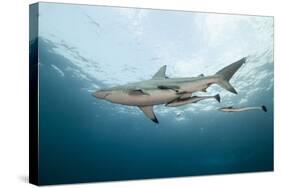 Oceanic Black-Tip Shark and Remora, KwaZulu-Natal, South Africa-Pete Oxford-Stretched Canvas