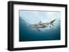 Oceanic Black-Tip Shark and Remora, KwaZulu-Natal, South Africa-Pete Oxford-Framed Photographic Print