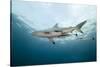 Oceanic Black-Tip Shark and Remora, KwaZulu-Natal, South Africa-Pete Oxford-Stretched Canvas