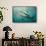 Oceanic Black-Tip Shark and Remora, KwaZulu-Natal, South Africa-Pete Oxford-Framed Stretched Canvas displayed on a wall