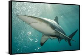 Oceanic Black-Tip Shark and Remora, KwaZulu-Natal, South Africa-Pete Oxford-Framed Stretched Canvas