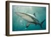 Oceanic Black-Tip Shark and Remora, KwaZulu-Natal, South Africa-Pete Oxford-Framed Photographic Print