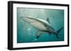 Oceanic Black-Tip Shark and Remora, KwaZulu-Natal, South Africa-Pete Oxford-Framed Photographic Print