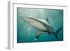 Oceanic Black-Tip Shark and Remora, KwaZulu-Natal, South Africa-Pete Oxford-Framed Photographic Print