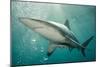 Oceanic Black-Tip Shark and Remora, KwaZulu-Natal, South Africa-Pete Oxford-Mounted Photographic Print