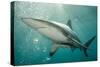 Oceanic Black-Tip Shark and Remora, KwaZulu-Natal, South Africa-Pete Oxford-Stretched Canvas