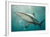 Oceanic Black-Tip Shark and Remora, KwaZulu-Natal, South Africa-Pete Oxford-Framed Photographic Print