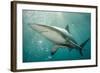 Oceanic Black-Tip Shark and Remora, KwaZulu-Natal, South Africa-Pete Oxford-Framed Photographic Print