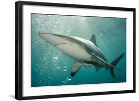 Oceanic Black-Tip Shark and Remora, KwaZulu-Natal, South Africa-Pete Oxford-Framed Photographic Print