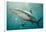 Oceanic Black-Tip Shark and Remora, KwaZulu-Natal, South Africa-Pete Oxford-Framed Photographic Print